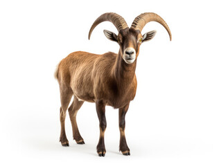 Obraz premium Ibex Studio Shot Isolated on Clear White Background, Generative AI