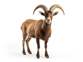 Ibex Studio Shot Isolated on Clear White Background, Generative AI