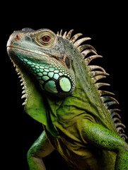 Fototapeta premium Iguana Studio Shot Isolated on Clear Black Background, Generative AI