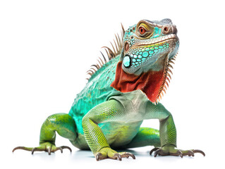 Obraz premium Iguana Studio Shot Isolated on Clear White Background, Generative AI