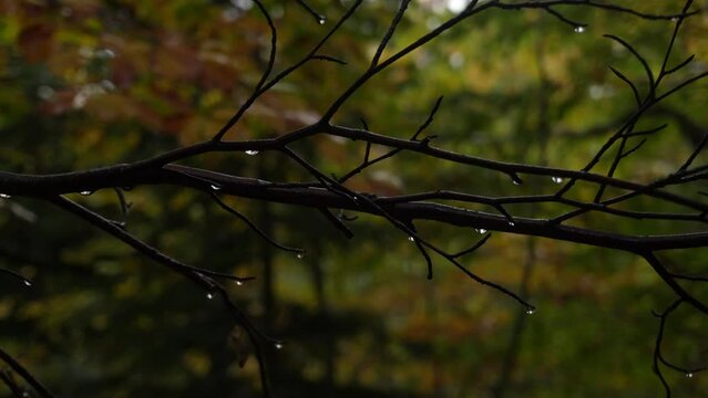 Bare branches, wet from recent autumn rain, contrast against the backdrop of colorful forest foliage. Drops of water cling to the twigs, reflecting the muted light filtering through the trees.