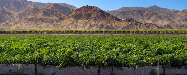 Coachella Valley Farm with Martinez Canyon and Santa Rose mountains in background © The Desert Photo