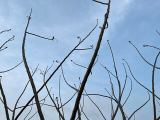 dry branches in the sky