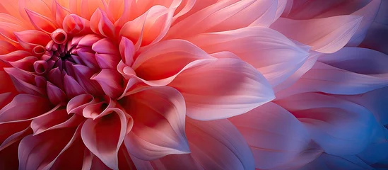 Poster Close up of a dahlia flowers abstract petals © 2rogan