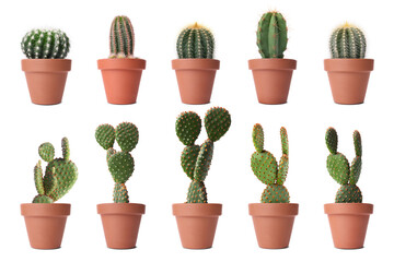 Green cacti in terracotta pots isolated on white, collection