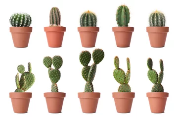 Deurstickers Cactus in pot Green cacti in terracotta pots isolated on white, collection
