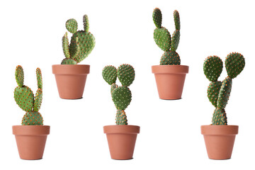 Green cacti in terracotta pots isolated on white, collection