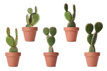 Poster Cactus en pot Green cacti in terracotta pots isolated on white, collection