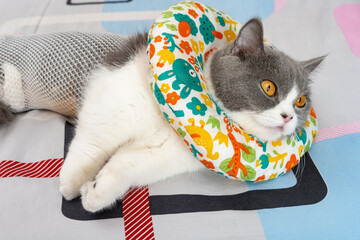 angle view British shorthair cat healing from an operation and lying on a bed