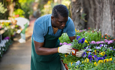 Fototapeta na wymiar Experienced African American male florist working in garden store, checking potted white flowers