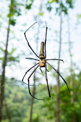 giant size spider  in the outdoor