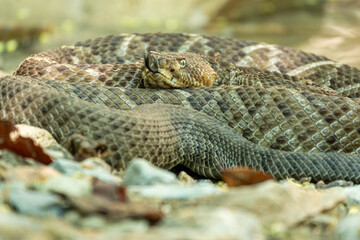 Obraz premium vibora