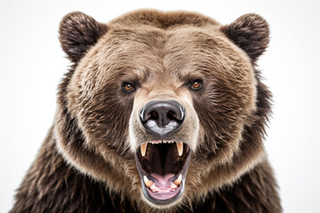 Fototapeta premium Close up of a grizzly bear's face 