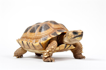 Fototapeta premium Close-up of old tortoise with white background