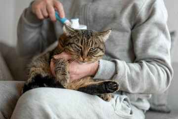 Cat grooming.Gray tabby cat combing process.man combs a cat in a bright room.cat gnaws a brush for...