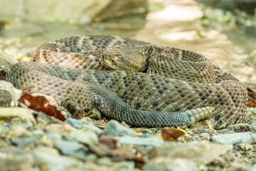 Obraz premium vibora