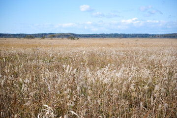 霧多布湿原の秋の原野