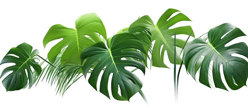 AI rendered digital image of variegated Monstera on white background
