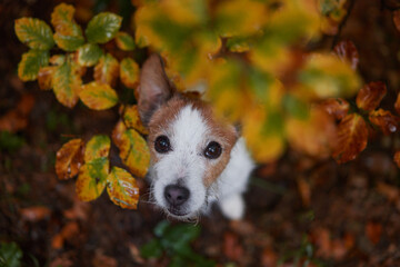 Jack Russell Terrier in Autumn Foliage. Close-up of a curious dog's face peeking through vibrant autumn leaves, portraying a sense of adventure during a woodland hike