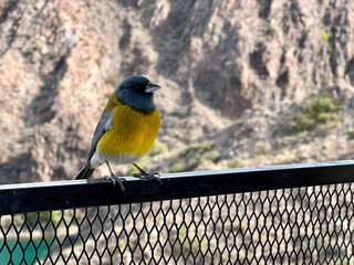 A yellow-bellied bird perches on a fence overlooking a canyon. The bird has a blue head and wings, and a yellow body.