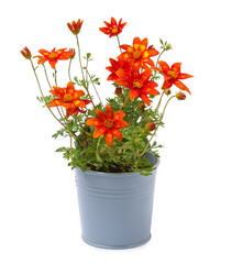 Beautiful bidens ferulifolia flowers in grey pot isolated on white