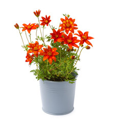 Beautiful bidens ferulifolia flowers in grey pot isolated on white