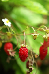 Small wild strawberries growing outdoors. Seasonal berries