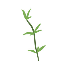 Fototapeta na wymiar Bamboo green leaves
