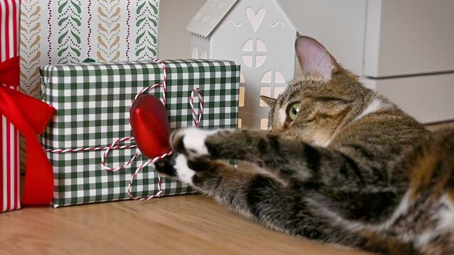 Cute tabby cat plays with hearts shaped ornaments and gift boxes. cozy christmas concept