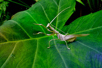 Dry reed praying mantis on philodendron leaf  © John Nakata