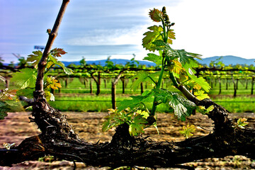 Closeup of “Spur Pruned” vine where new growth is on spurs from permanent side shoot, (cordon), Napa Valley, California 