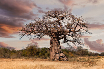 old baobab tree in the african savannah at sunset , acacia trees bush in the background - obrazy, fototapety, plakaty