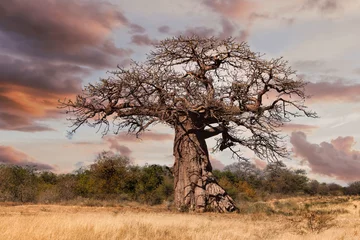 Selbstklebende Fototapeten old baobab tree in the african savannah at sunset , acacia trees bush in the background © poco_bw