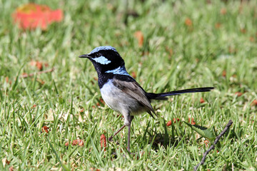 Male superb fairywren bird standing on green grass