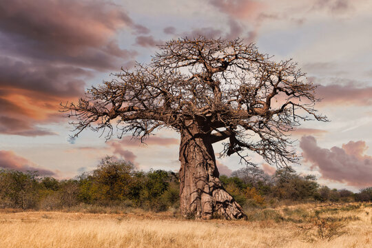 old baobab tree in the african savannah at sunset , acacia trees bush in the background