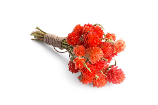 Bunch of dry gomphrena flowers isolated on white