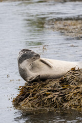 Seal on the beach