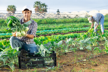 Adult male farmer during harvest of kohlrabi from beds in field