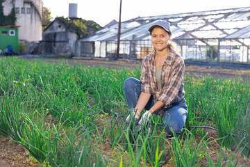 Farmer girl harvests leaves spring onion in field, performs agricultural work in subsidiary farm. Female worker from group of granger assistants is preparing fresh salad leek for shipment.