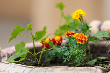 Flowers in a flower bed Marigolds. Greening the urban environment. Background with selective focus