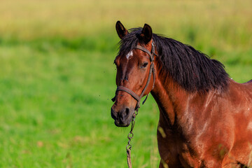 Horse in the pasture. Background with selective focus and copy space