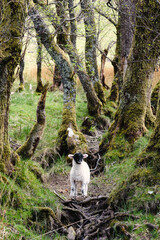 Lamb in the forest