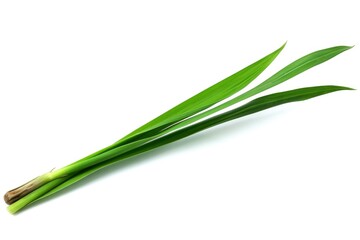Obraz na płótnie Canvas Green leaf isolated on white background