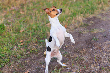 A cute Jack Russell Terrier dog asks a person for food in nature. Pet portrait with selective focus