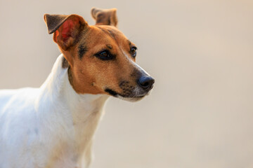 Cute Jack Russell Terrier dog on a blurred backdrop of an urban environment. Pet portrait with selective focus