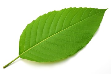 Obraz premium Green leaf isolated on white background