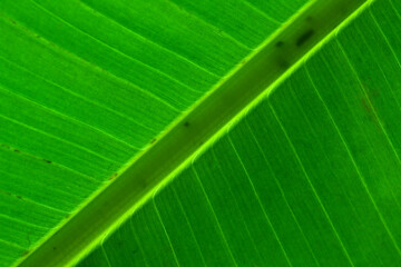 Closeup abstract of backlit banana leaf