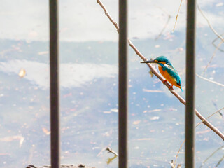 柵の向こうのカワセミ