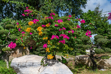 A beautiful, colorful bougainvillea tree grows in a city park on a lawn among large stones against a background of blue sky with white clouds.