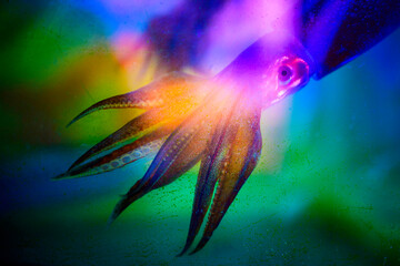A large squid close-up, swimming in the green aquarium fish tank illuminated with the glowing...
